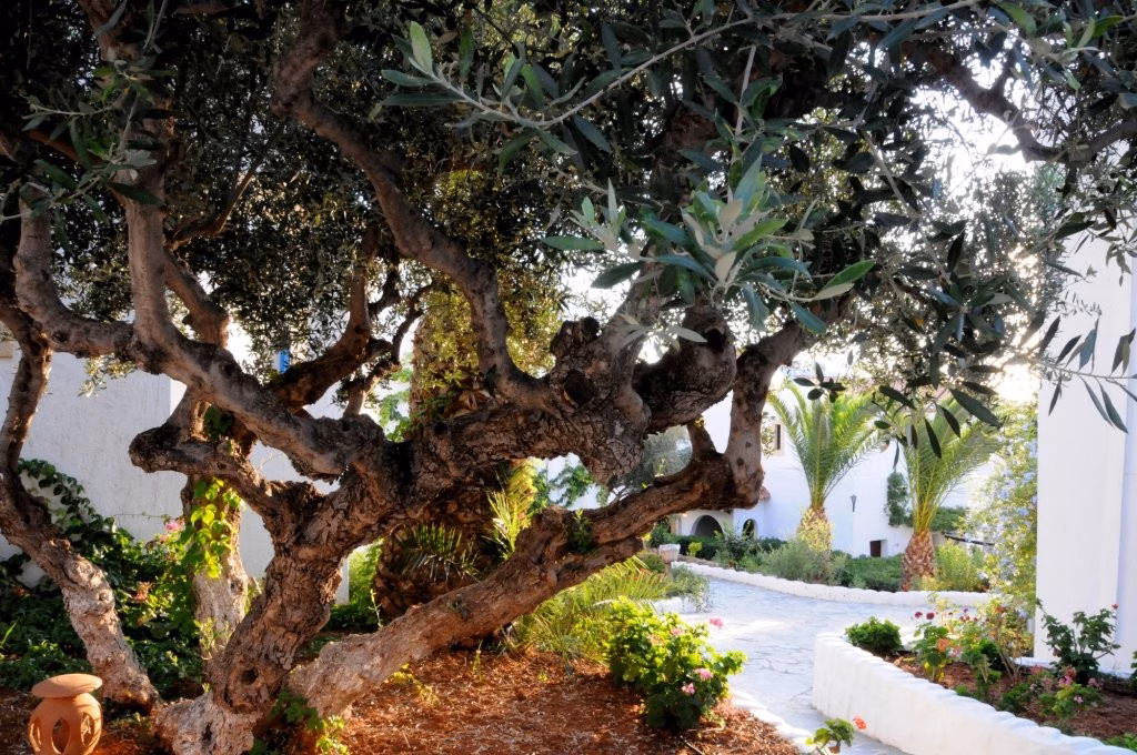 Hersonissos Village Hotel & Bungalows - All inclusive