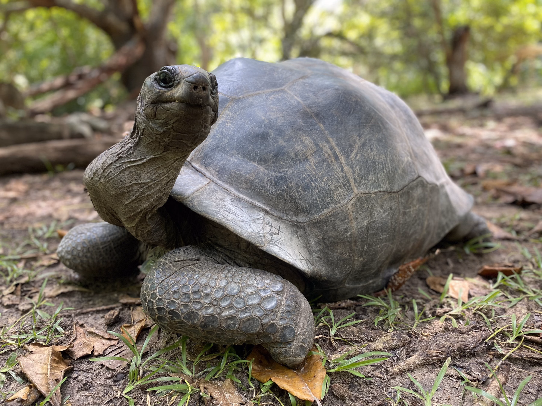 13 d. kelionė Seišeliuose: nuotykiai Mahe, Praslin ir La Digue salose