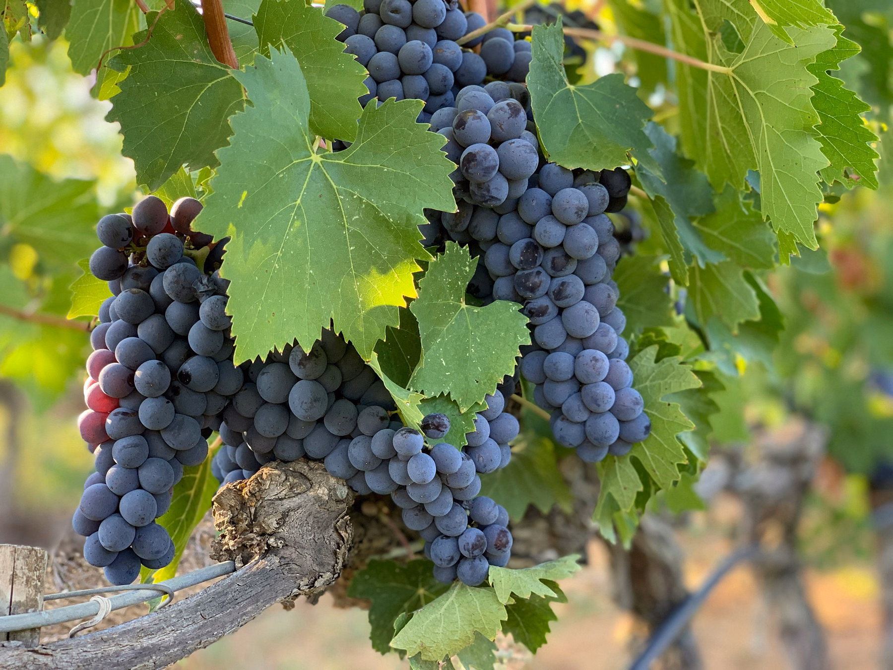 Tenuta di Capezzana
