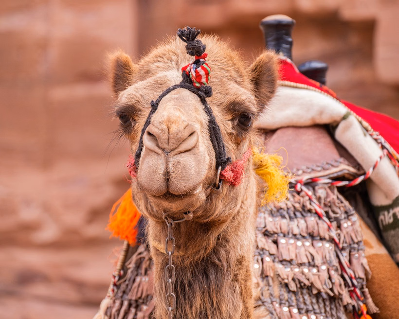 Jungtiniai Arabų Emyratai, Ras Al Khaimah